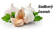 PŘEDOBJEDNÁVKY SADBOVÉHO ČESNEKU a SAZEČKY 
