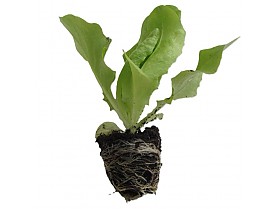 Salát PIA s kořen.balem