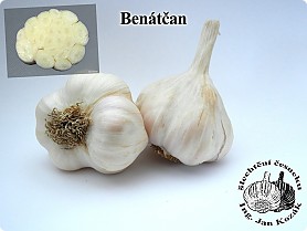benatcan[4].jpg