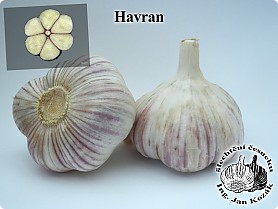 havran[1].jpg