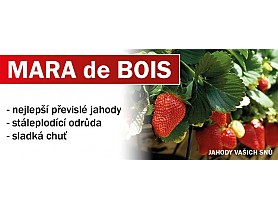 Jahodník MARA de BOIS převislé stáleplodící 10 pack