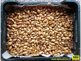 Sazečka ozimá 250g SHAKESPEARE 8-16mm