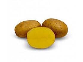 Brambory Oscar polorané