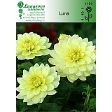 Jiřina Luna 1 hlíza