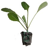 Květák OVIEDO přísada balíčk. AGRI