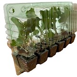 Brokolice LUCKY přísada balíčk.12ks v přepr.boxu AGRI