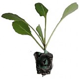 Brokolice LUCKY přísada balíčk. AGRI