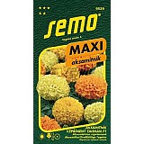 Aksamitník vzpřímený TAISHAN F1