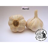 Sadbový česnek HAVEL10-16cib.palič.