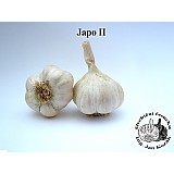 Sadbový česnek JAPO II 5-8 cib.NEPAL