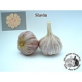 Sadbový česnek SLAVIN 3-4 cib,palič.