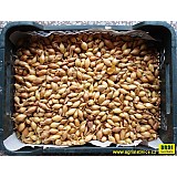 Sazečka ozimá 250g SHAKESPEARE 8-16mm