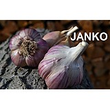 Sadbový česnek SLAVIN II 5-8 cibulí - paličák