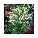 Srdcovka Dicentra spectabilis Alba 1 cibule
