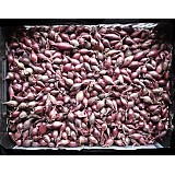 Cibule sazečka 500g KARMEN červená 8-16mm 