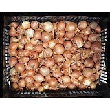 Cibule sazečka 500g ŠALOTKA G. GURMET -žlutá 