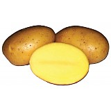 Sadba brambor SANTERA polor. 10kg