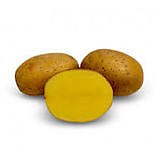 Sadba Polnička topolová - 500 ml